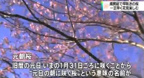 Раннее цветение сакуры в Чиба - новости на японском языке